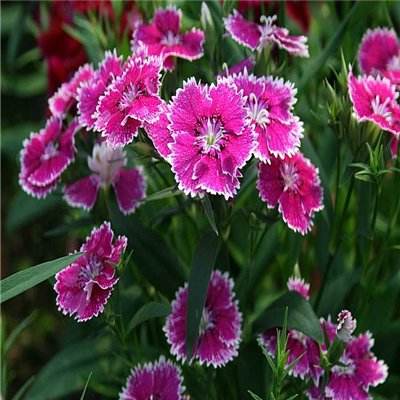 澳门一码一肖一特一中app下载